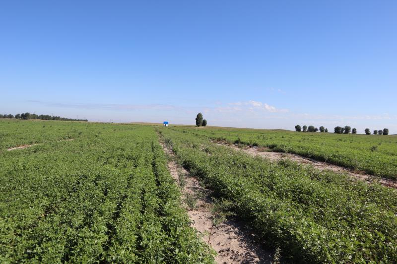 1626252864360662.jpg 1626252864360662.jpg