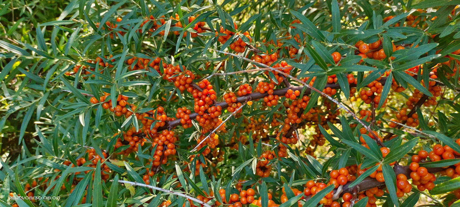 1711008529242822.jpg 1711008529242822.jpg